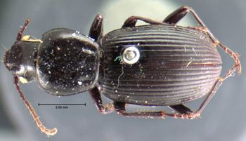 Media type: image;   Entomology 5614 Aspect: habitus dorsal view